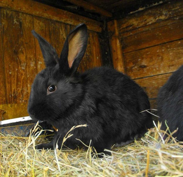 Кролики різних порід