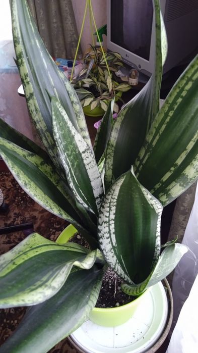 Блек Голд вузьколистий