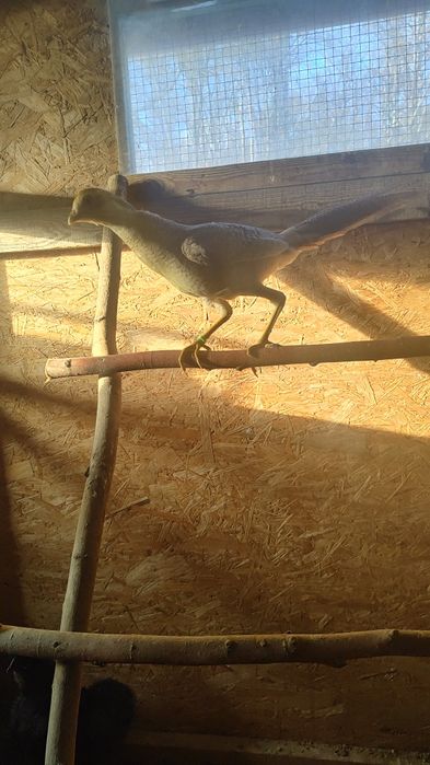 Bażant samce bananowe  bażanty