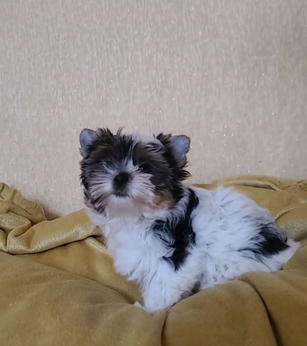 Дівчинка  Дніпро  Біверятко