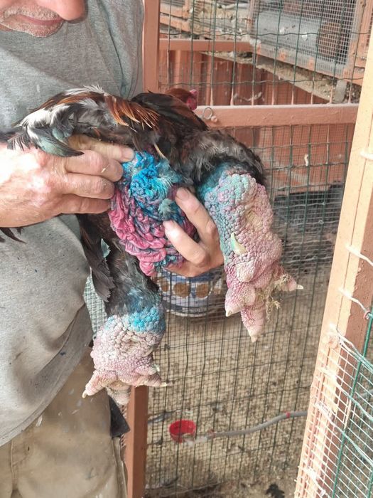 Índio  gigante cr3 ....