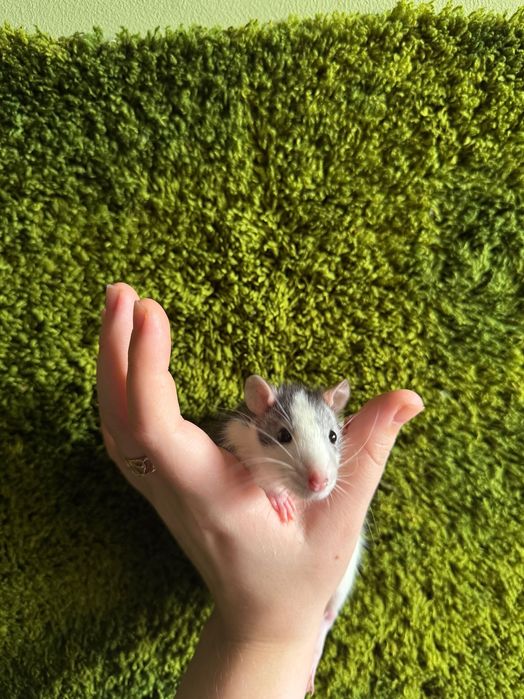 Криски Пацюки Дамбо маленькі