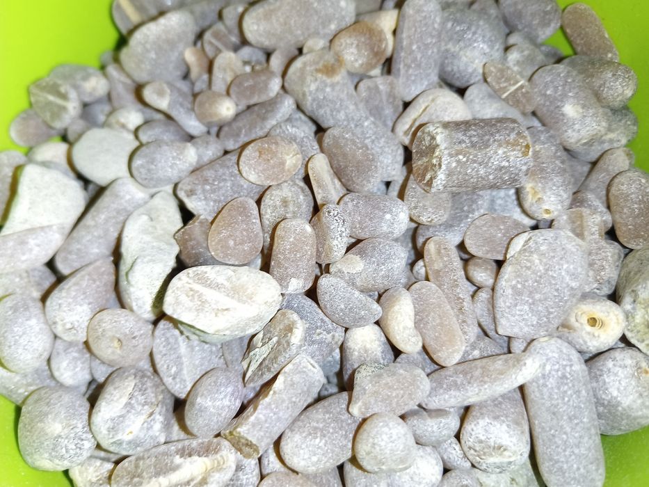 Belemnit, belemnity, pioruny, skamieniałości