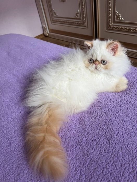 Кошеня персидське