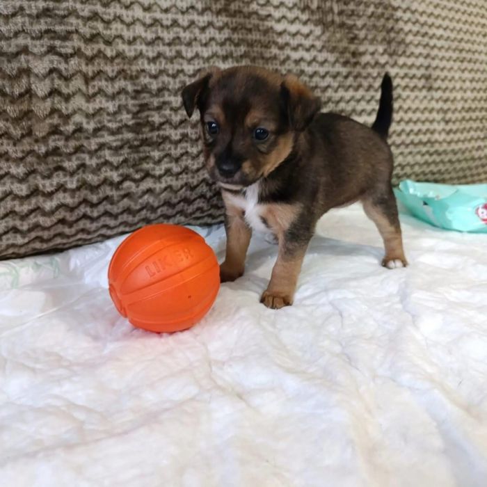 Цуценя , песик, собачка