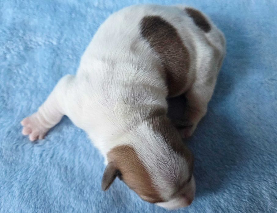 Jack Russell Terrier suczka gładkowłosa 1##