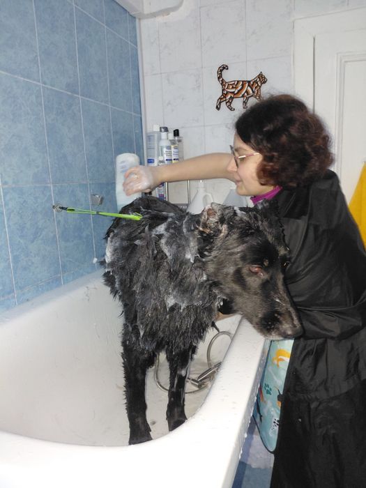 Грумінг для собак, котів, гризунів