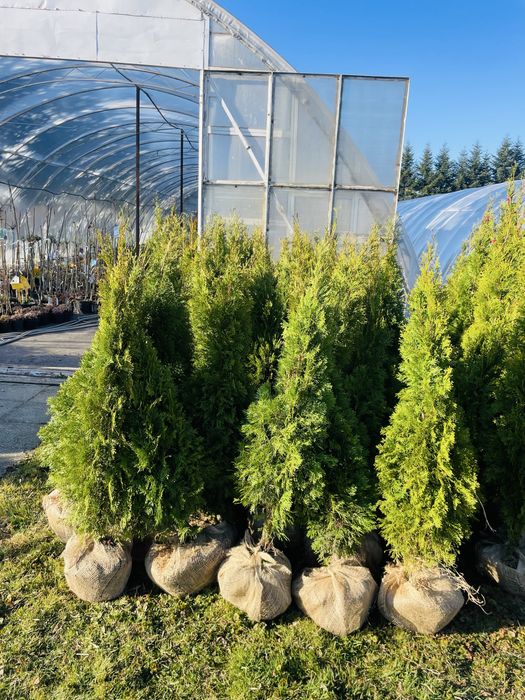 Tuja Szmaragd 180 -200 cm