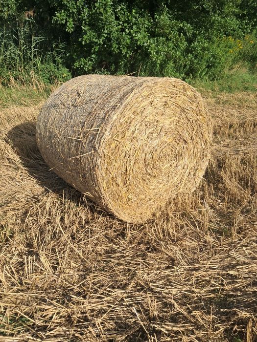 Słoma pszeniczna bele