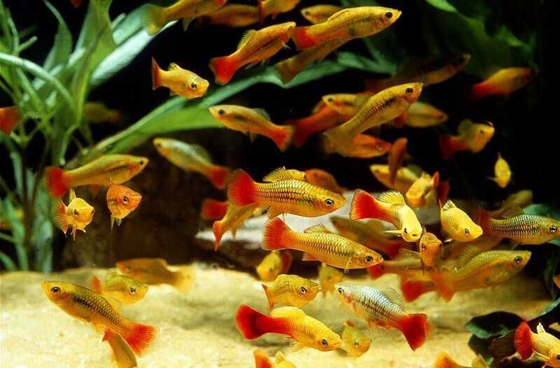 Zmienniak wielobarwny - Xiphophorus variatus - Platka - Platynka