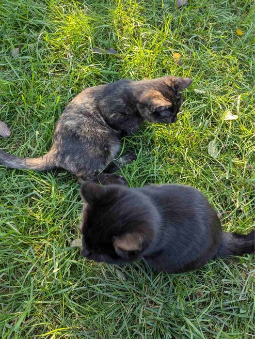 Кошенята, домашні улюбленці