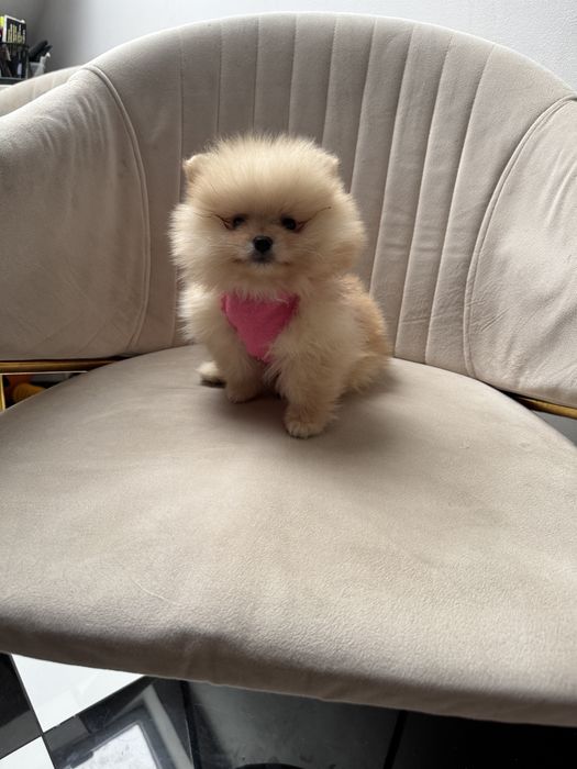 pomeranian mini piesek