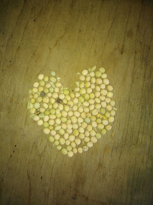 Продам горох на корм