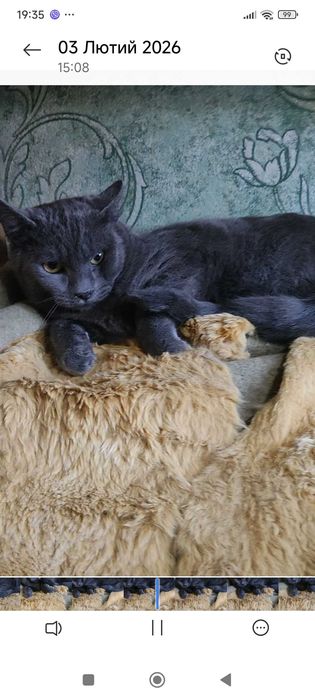 Кошенята котята котенок кошеня шукають любляче серце