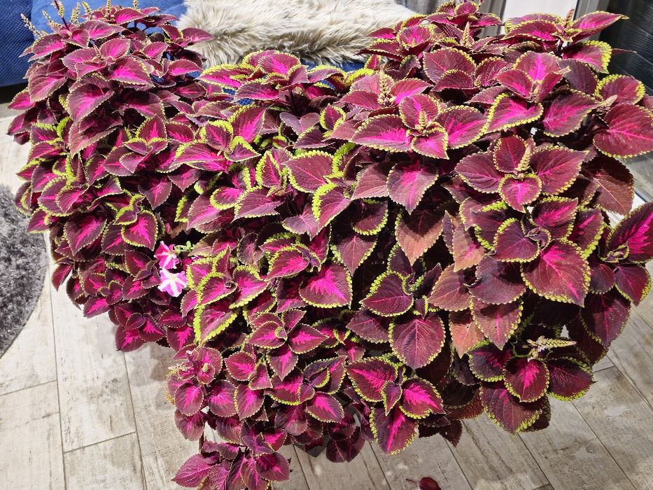 Pokrzywa ozdobna  koleus