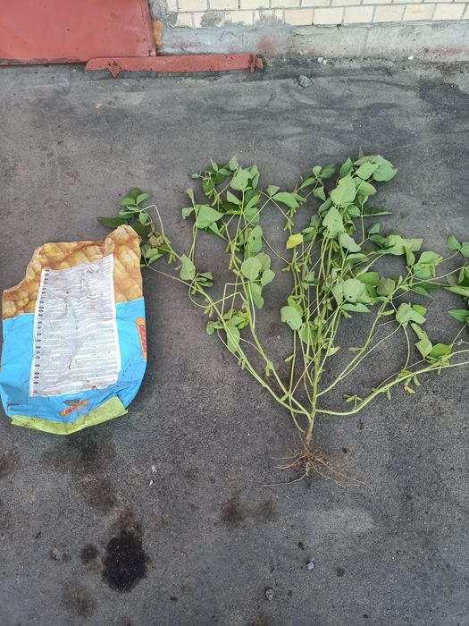 Соя АПОЛЛО, НАСІННЯ