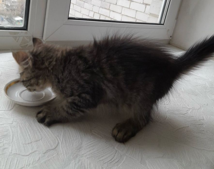 Котенята , маленьке котенятко шукає дім!