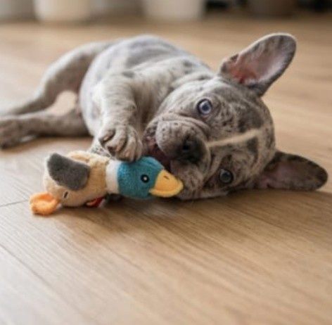 *Buldog francuski piesek najpiękniejszy już do odbioru