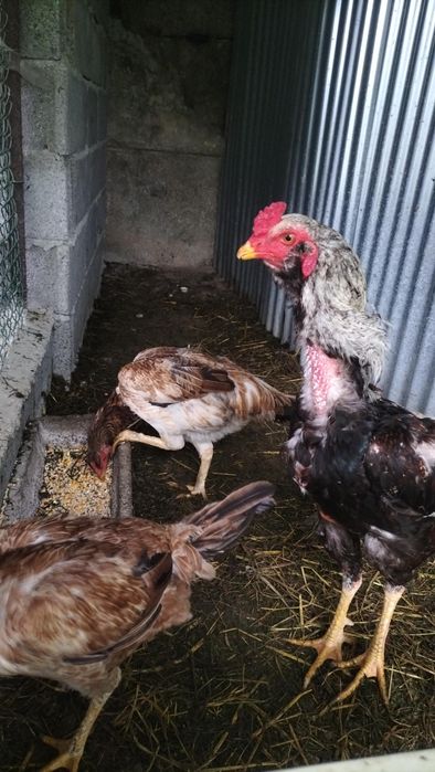 Ovos galo indio ... Desponiveis