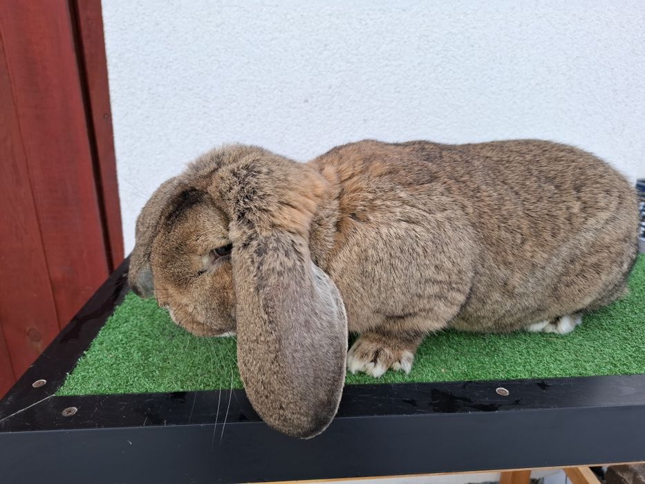 KrKóllik Baran Francuski Marburski Srokacz