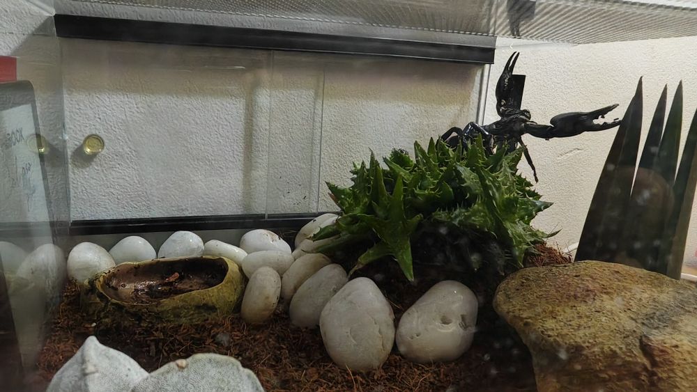 Heterometrus spinifer + terrarium