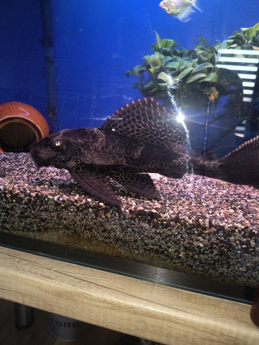 Glonojad 25 cm i drugi koło 15