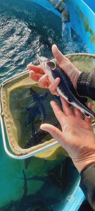 Рибна ферма вирощує осетра