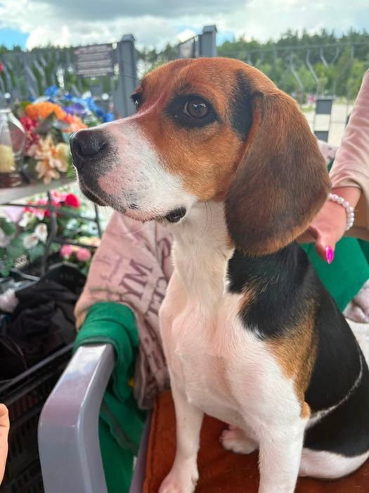 Pies rasowy Beagle suczka