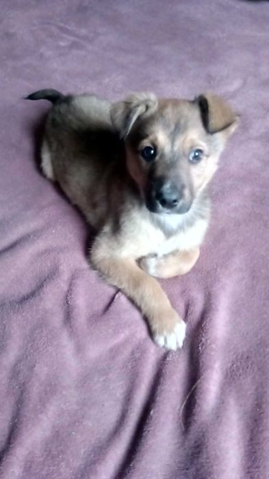 Метис хаски . Малыши.