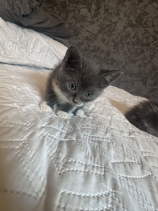 Кошенята в люблячу сімʼю