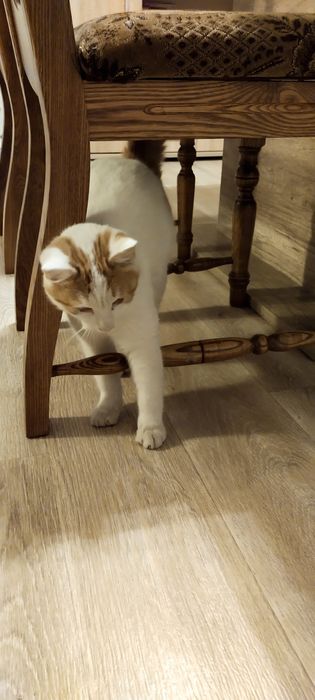 Uroczy Biały Kocurek Szuka Rodziny!