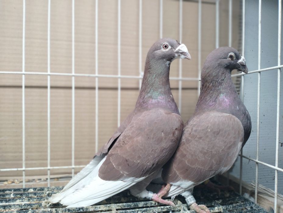 Gołębie Staropolskie