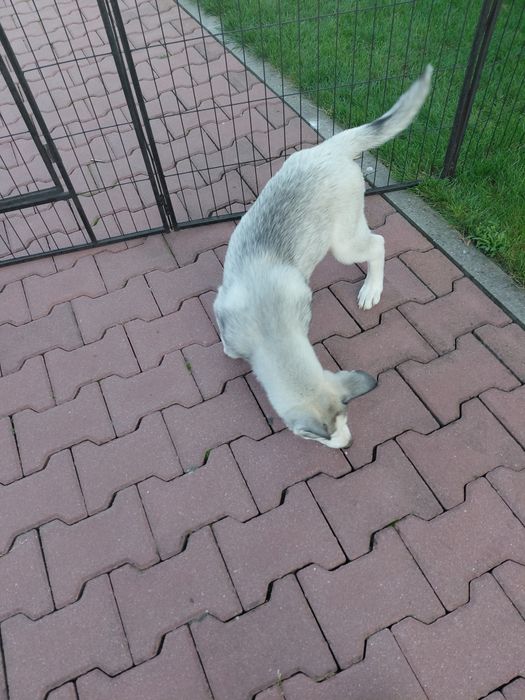 Siberian Husky blekitnoki
