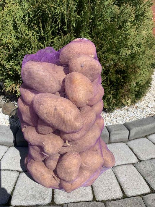 Картопля велика їстівна