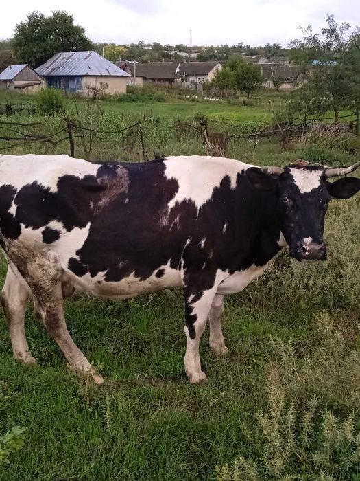 Продаётся корова