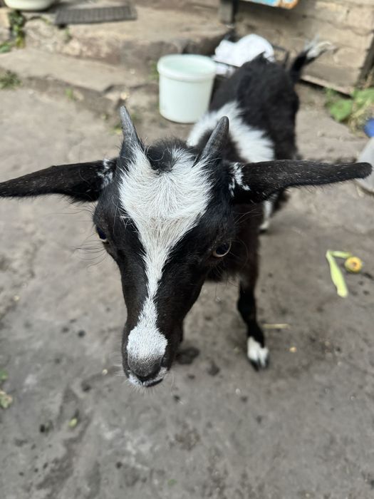 Продам козу и козлят