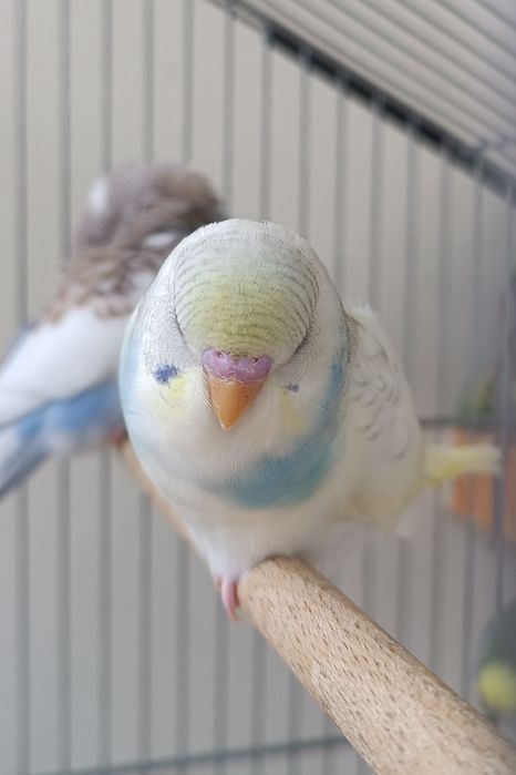 Periquito Australiano macho