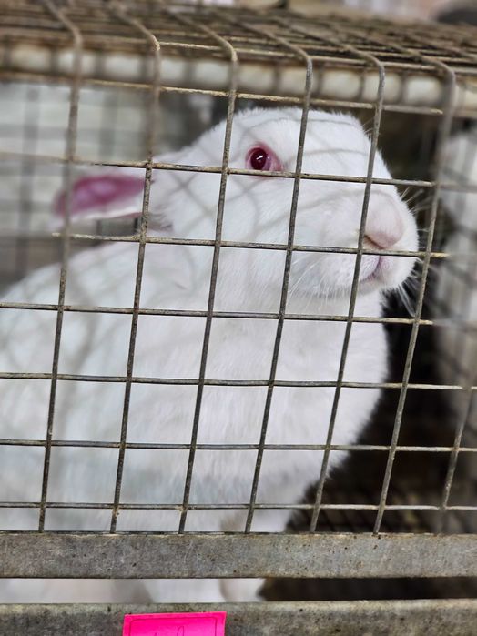 Сукрольні самки Термонський Білий (Термонська Біла)