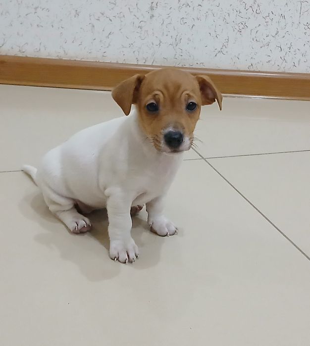 Jack Russel Terrier gotowy do odbioru