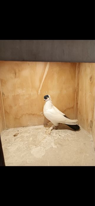 Krymek krymka Gołębie Ozdobne Polska