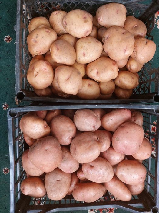 Продам посадочный картофель "САРПО МИРА" и "ЛАПОТЬ"  от 1 кг