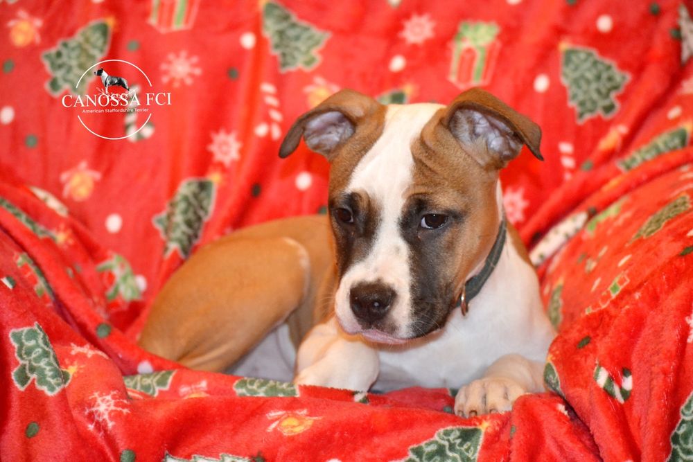 Suczka AmStaff ZKwP/FCI Gotowa do odbioru.