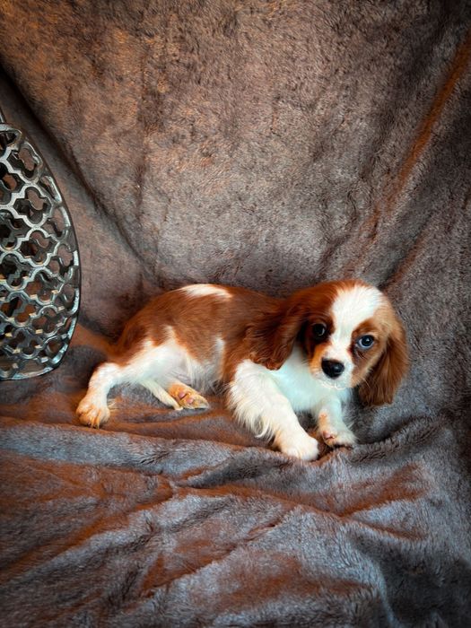 Piękny Cavalier po szkoleniu behawioralnym rodowód WIELOPOKOLENIOWY