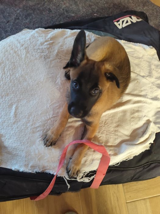 Vende-se pastor belga malinois