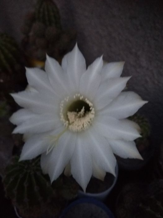 Кактус, квітка біла
