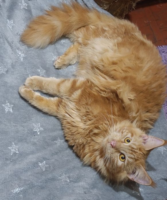 Котята  на   продажу