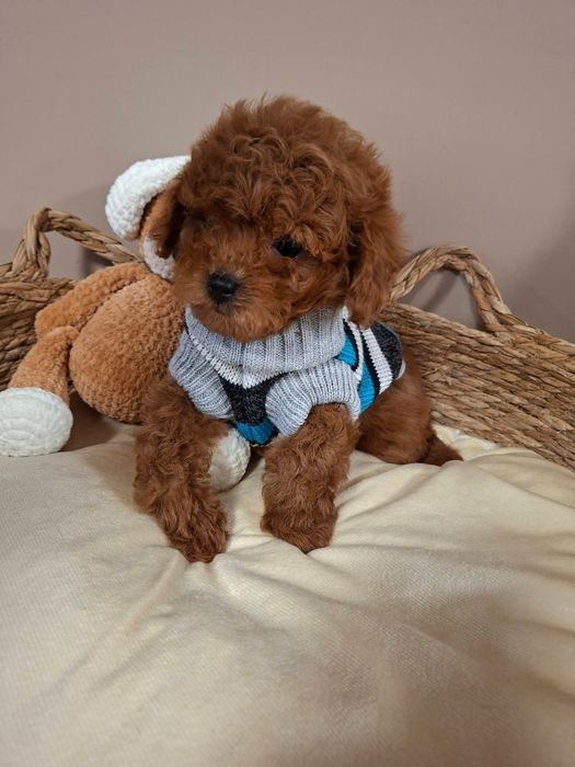 Той пудель хлопчик красавчік,мІнні