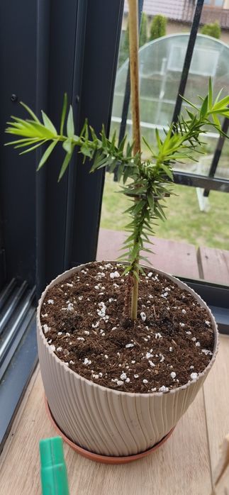 Araukaria chilijska "małpie drzewo"