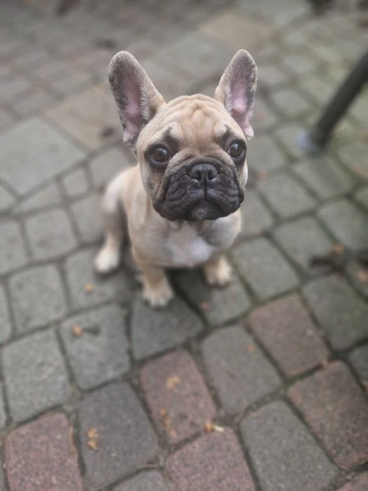 Buldog francuski (FCI)