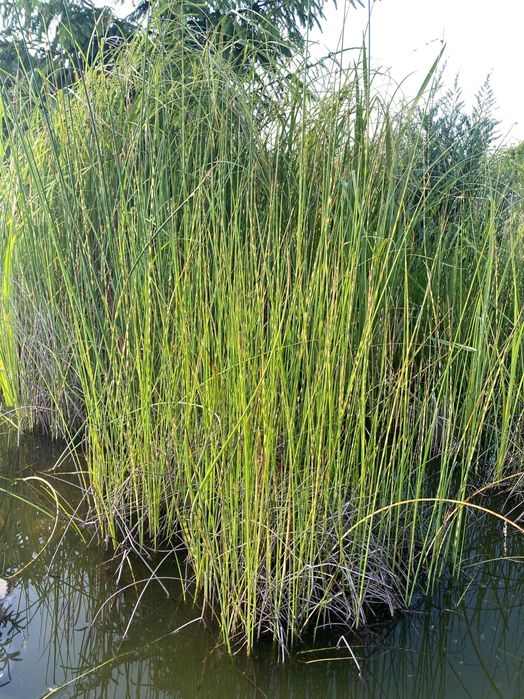 Водяная Лилия ( нимфея) Tan Khwan